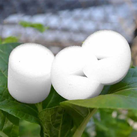 growing seeds on sponges